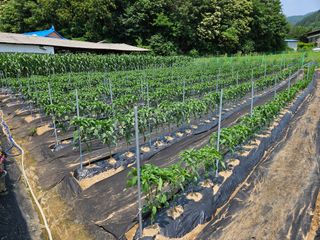 경달현님의 고추 · 영농일지 작성글 사진