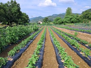 이인성님의 참깨 · 영농일지 작성글 사진