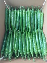 팜모닝 고추·영농일지 게시글 이미지