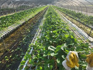 리차드권님의 딸기 · 영농일지 작성글 사진