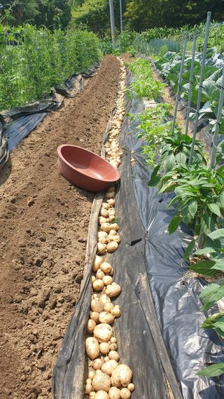 이경옥님의 감자 · 영농일지 작성글 사진