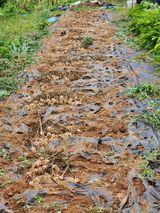 팜모닝 기타작물·영농일지 게시글 이미지