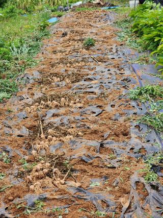 심순보님의 기타작물 · 영농일지 작성글 사진