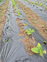 팜모닝 기타작물·영농일지 게시글 이미지