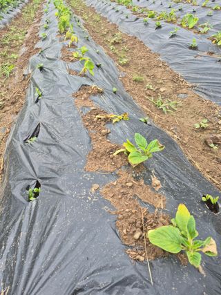 농부님.모두.모두힘님의 기타작물 · 영농일지 작성글 사진