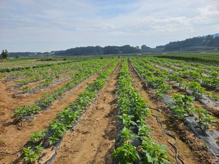 유명숙님의 참깨 · 영농일지 작성글 사진