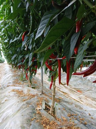 Smy1245678님의 기타작물 · 영농일지 작성글 사진