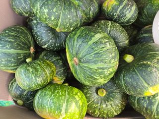 Captain김상곤님의 호박 · 영농일지 작성글 사진