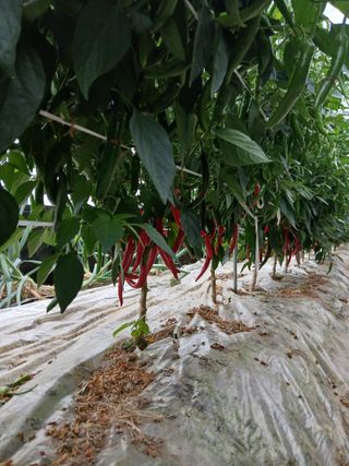 Smy1245678님의 기타작물 · 영농일지 작성글 사진