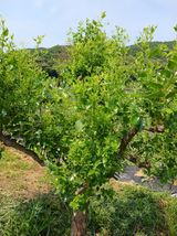 팜모닝 기타작물·영농일지 게시글 이미지