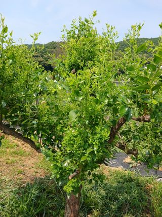 황금비님의 기타작물 · 영농일지 작성글 사진