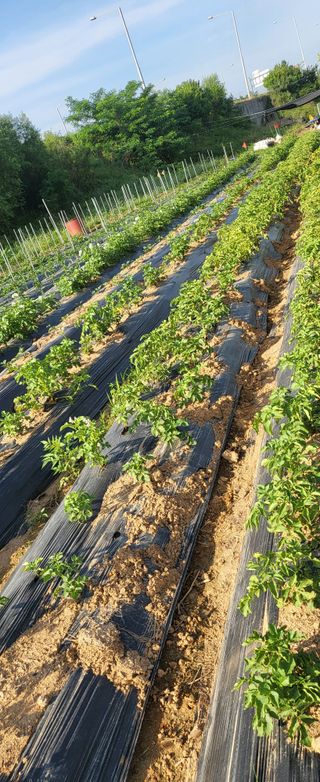 장경화님의 감자 · 영농일지 작성글 사진