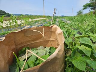 보리수치유농장님의 기타작물 · 영농일지 작성글 사진