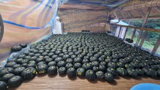 촌사리님의 호박 · 영농일지 작성글 사진