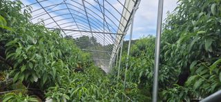 달맛햇복숭아농원님의 복숭아 · 영농일지 작성글 사진