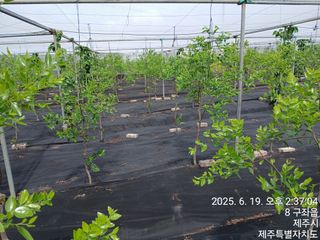 오름머리님의 기타작물 · 영농일지 작성글 사진