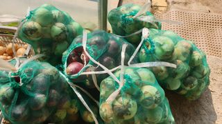 이경옥님의 감자 · 영농일지 작성글 사진