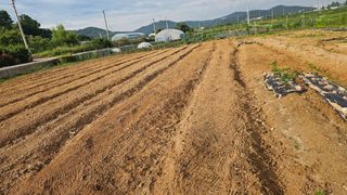 송종철님의 콩 · 영농일지 작성글 사진