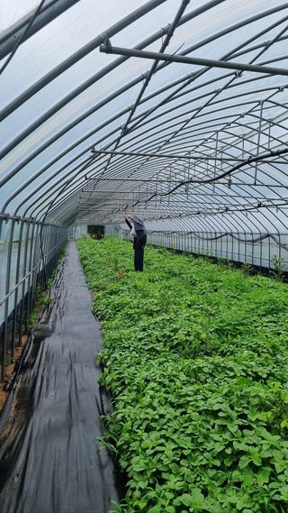 땍은이님의 블루베리 · 영농일지 작성글 사진