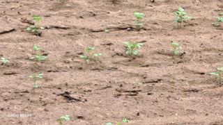 조연만님의 포도 · 영농일지 작성글 사진