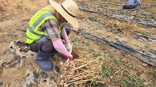 최경숙님의 마늘 · 영농일지 작성글 사진