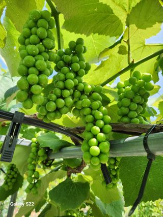 내 사랑색소폰님의 포도 · 영농일지 작성글 사진