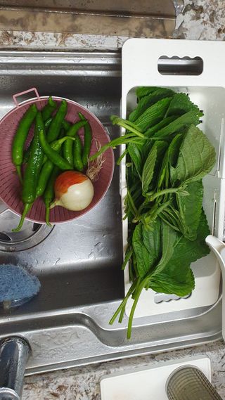 서동욱님의 기타작물 · 영농일지 작성글 사진