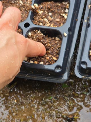 땍은이님의 옥수수 · 영농일지 작성글 사진