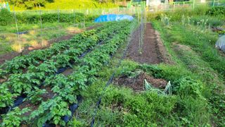 정인재님의 기타작물 · 영농일지 작성글 사진