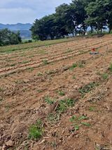 팜모닝 양파·영농일지 게시글 이미지