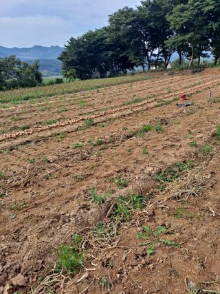 김순희님의 양파 · 영농일지 작성글 사진