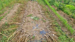 정인재님의 기타작물 · 영농일지 작성글 사진