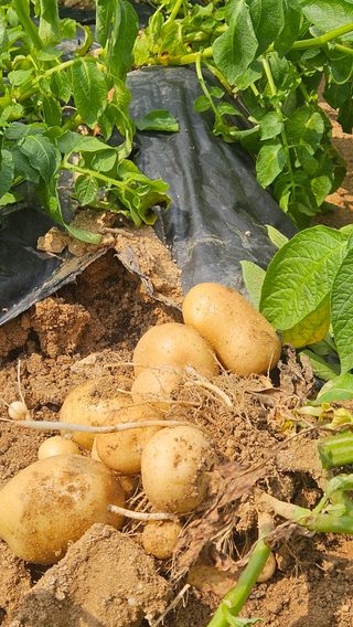 김동길님의 감자 · 영농일지 작성글 사진