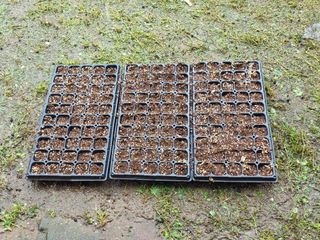 땍은이님의 옥수수 · 영농일지 작성글 사진