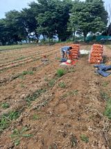 팜모닝 양파·영농일지 게시글 이미지