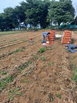 김순희님의 양파 · 영농일지 작성글 사진