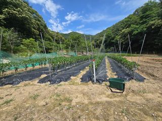 김진환님의 고추 · 영농일지 작성글 사진