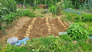 김영규님의 감자 · 영농일지 작성글 사진