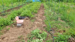 정인재님의 기타작물 · 영농일지 작성글 사진