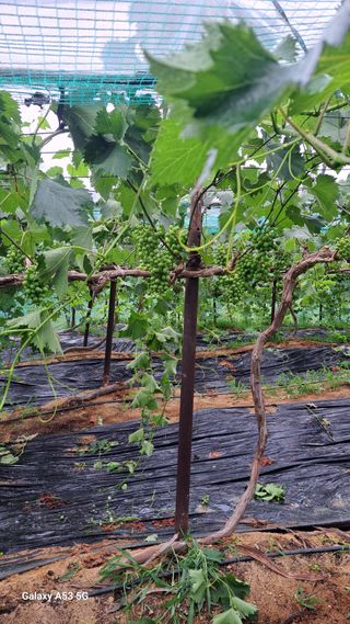 조연만님의 포도 · 영농일지 작성글 사진