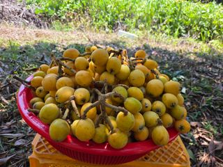 윤보라님의 기타작물 · 영농일지 작성글 사진