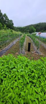 팜모닝 기타작물·영농일지 게시글 이미지