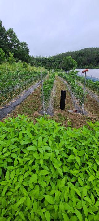 조희경님의 기타작물 · 영농일지 작성글 사진