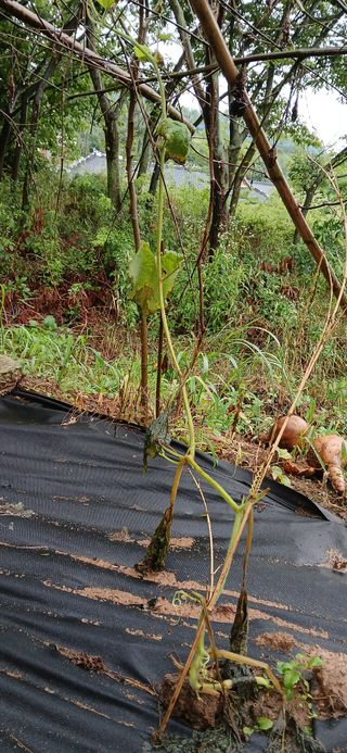 우철님의 기타작물 · 영농일지 작성글 사진