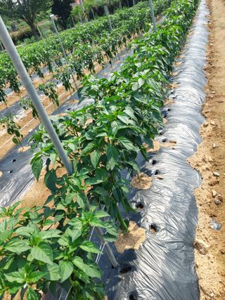 김경자님의 벼 · 영농일지 작성글 사진