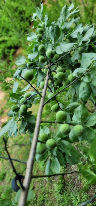 산솔바람님의 기타작물 · 영농일지 작성글 사진