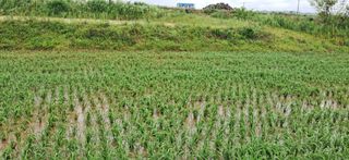 이복길님의 벼 · 영농일지 작성글 사진