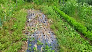정인재님의 기타작물 · 영농일지 작성글 사진