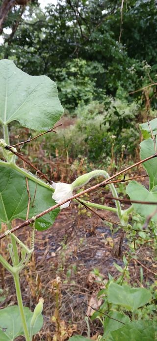 우철님의 기타작물 · 영농일지 작성글 사진