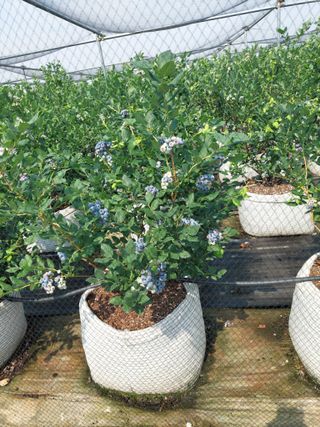 김경자님의 벼 · 영농일지 작성글 사진